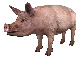 精品动物模型 猪